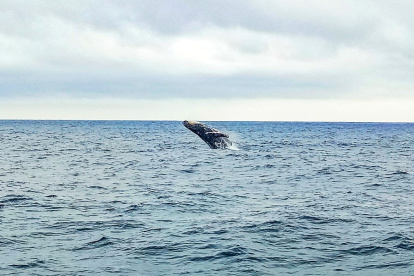 Este 29 de junio, Salinas dio por iniciada la temporada para ver a los enormes cetáceos.