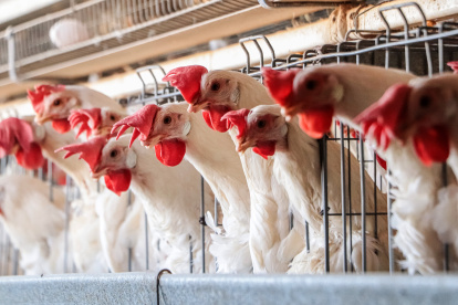 Una granja avícola en Ciudad de México.