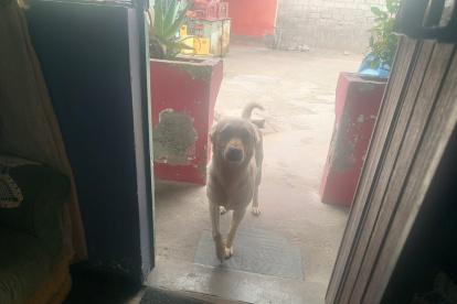 Sam fue retirado de su hogar, se encontró con heridas en una de sus extremidades, en el cuerpo y no tenía vacunas