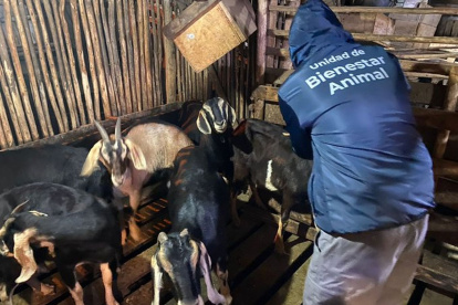 Las autoridades encontraron a cerca de 100 chivas en condiciones de hacinamiento y maltrato
