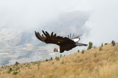 Existe preocupación por la pérdida de esta ave por cacería y envenenamiento.