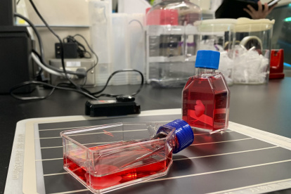 -Vista de los parches de cardiomiocitos iPS en el laboratorio de la Universidad de Osaka