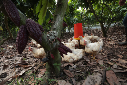 Campo. En el día los pollos pasan libres en el campo, deleitándose bajo la sombra de plantas de cacao.