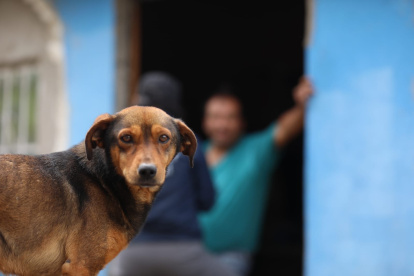Bienestar Animal recorrerá 12 barrios para realizar un censo bajo la modalidad casa a casa