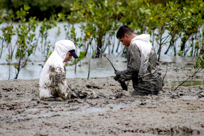 Hecho. Los manglares de El Morro son los que tienen mayor influencia en el océano Pacífico.
