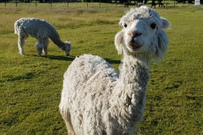 Animales.- Una pareja de alpacas en el campo.