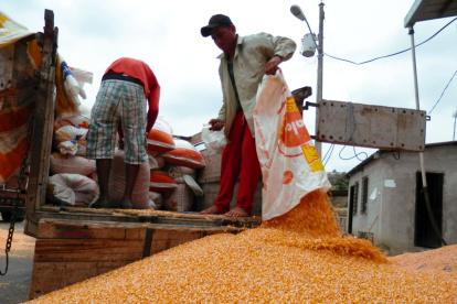 Trabajo. La cosecha del maíz en Ecuador.
