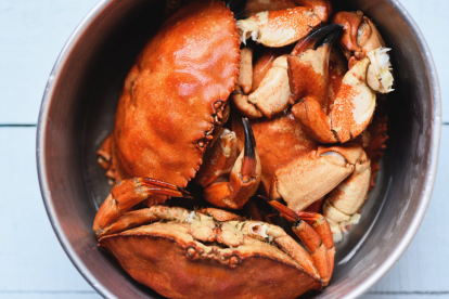 El proyecto de Ley Protección Animal fue presentado por la Defensoría del Pueblo.