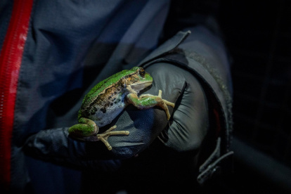 La rana marsupial era muy habitual en Quito, en la actualidad está considerada como una especie Casi Amenazada.
