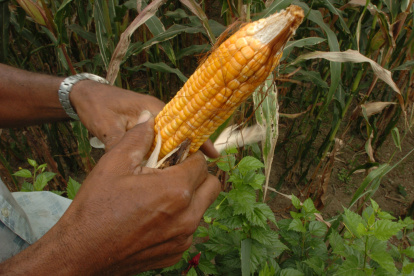 Cosecha.- Un agricultor trabaja en la recolección del maíz sembrado.