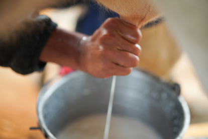 Referencial. Ordeño de vaca.