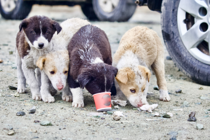 El objetivo del evento es ayudar a perros que se encuentran abandonados en las calles.
