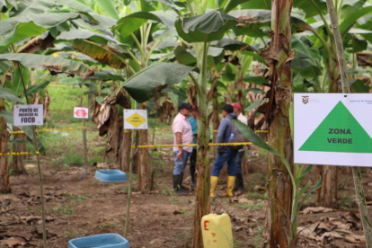 Controles. Desde julio, una veintena de técnicos de Agrocalidad inspeccionan bananeras de Los Ríos, la provincia con mayor incidencia.