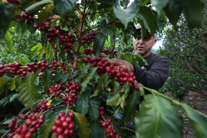 Fruto. El café que está listo para la cosecha en la finca Vilcaroma Coffee.