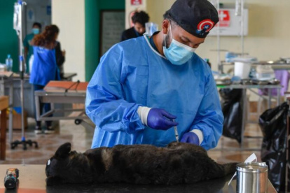 Se realizó una jornada masiva de esterilización a perros y gatos.