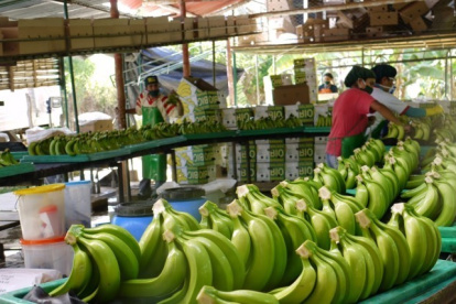 Trabajadores lavan los racimos de banano de exportación.