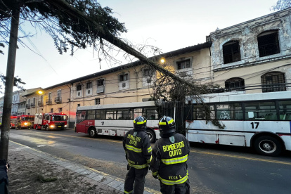 El árbol cayó sobre la mitad de la unidad 17 del trolebús, cuando circulaba en sentido sur- norte.