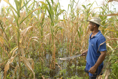 El país produce aproximadamente 1,35 millones de toneladas de las 1.65 millones de toneladas que se requieren para cubrir la demanda local, según Aprobal
