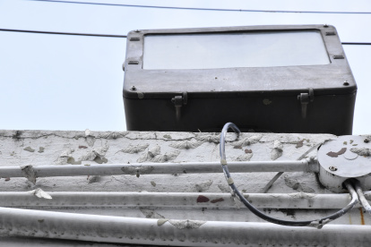 Estos insectos no son tóxicos ni provocan daños.