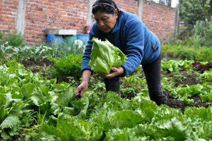 Blanca Pillajo inició su huerto urbano hace varios años en el valle de Los Chillos. Su producción es consumida en casa y también comercializada en la localidad.