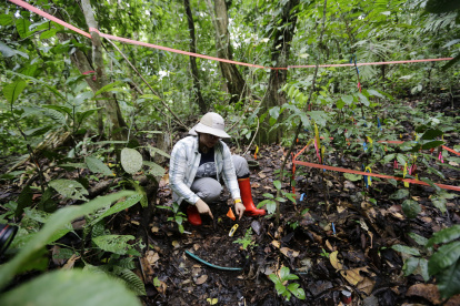 La investigadora panameña, Alicia Sanjur, trabaja en un experimento de calentamiento del suelo.