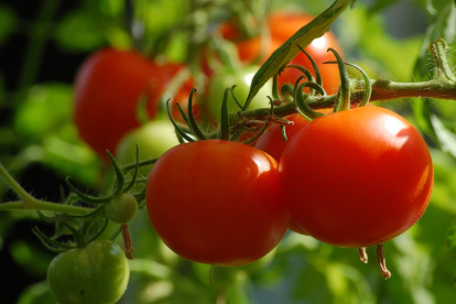 El estudio de la PUCE halló plomo y cadmio en tomates, zanahorias y lechuga de cuatro mercados de Quito.