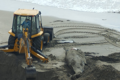 Esta es la primera ballena que aparece muerta en la costa de provincia de Santa Elena en lo que va de la temporada