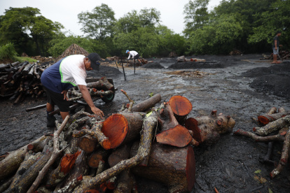 Un hombre trabaja con troncos de mangle cortados para la fabricación artesanal de carbón