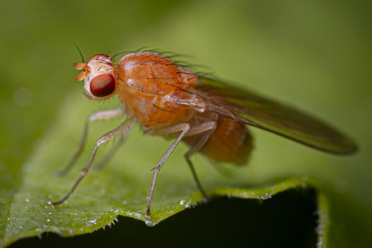 Estas son algunas maneras de desaparecer estos insectos de tu casa
