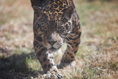 Jaguares, un símbolo de la conservación llevada a cabo en la Amazonía de Ecuador
