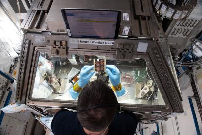 Astronautas realizando experimentos con chips musculares.