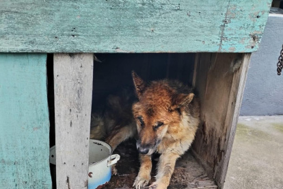 Debido a su parálisis, el perro fue encontrado inmóvil en la terraza con signos graves de desnutrición y abandono