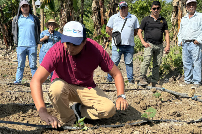 Producción. Kopia brinda asistencia técnica, capacitación y semillas a los productores. El camote, a diferencia de otros cultivos, no requiere de tanta agua.