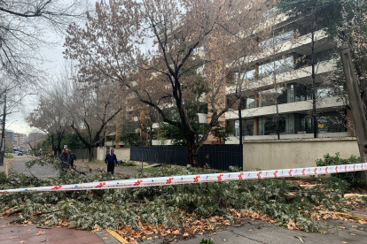Un árbol caído, producto del fuerte viento y las lluvias durante la madrugada, este viernes en Santiago (Chile).