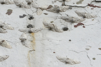 Las polillas colocan sus huevos en las paredes.