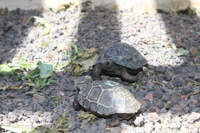 Imágenes referenciales de tortugas bebé de las islas Galápagos.