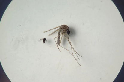 Culicoides paraensis (el más pequeño en la foto) y Culex quinquefasciatus (el más grande en la foto)