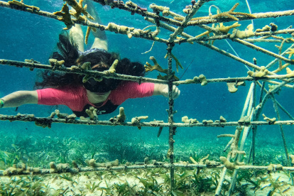 Una de las voluntarias recorre el fondo marino, donde está el vivero de coral.