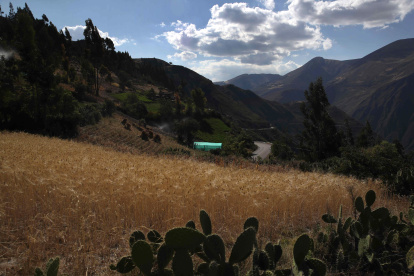 Campos de cultivo de trigo, en los Andes de Huancavelica.