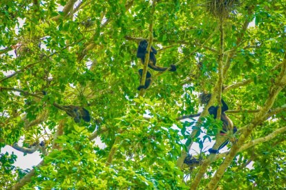 Imagen referencial para graficar este artículo sobre medioambiente.