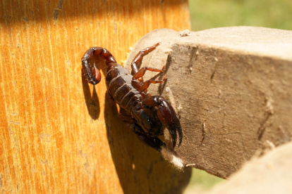 Imagen referencial. Una niña quedó en shock por la picadura de un alacrán, en Puerto Quito.