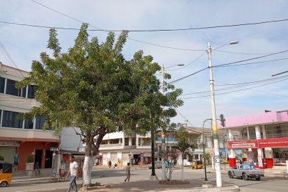 Playas trabaja en un proyecto de plantar más árboles