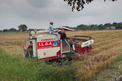 Este jueves 15 de agosto de 2024, en diferentes recintos de la provincia, agricultores cosechaban el arroz de esta época.