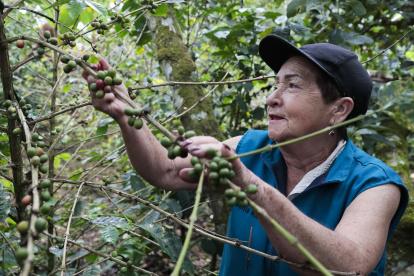 La integrante de la Asociación de Mujeres Caficultoras de Viotá y Tequendama recolecta granos de café