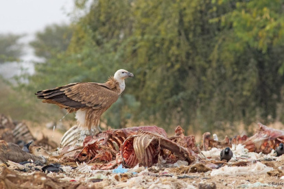 La población de buitres de lomo blanco, de pico fino y de cabeza roja, esenciales para mantener la salud de los ecosistemas en India.