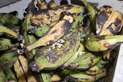 Control. Las autoridades encontraron maduros mordidos por ratas.