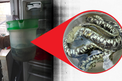 Una serpiente dentro de un recipiente con alcohol fue hallada durante la inspección a la procesadora de lácteos en Quimiag.
