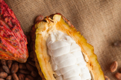 Cacao. La industria del cacao se reunirá en una cumbre para fortalecer conocimientos.