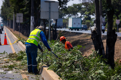 El Municipio de Guayaquil inició con la poda de varios puntos de vía a la costa.