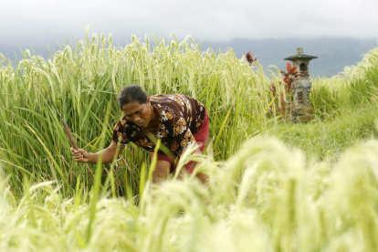 Una mujer balinesa trabaja en un campo de arroz con cáscara en Jatiluwih, Bali, Indonesia, 22 de mayo de 2012.
